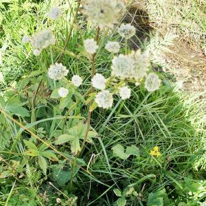 Photographie n°2574586 du taxon Astrantia major L. [1753]