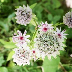 Photographie n°2574590 du taxon Astrantia major L. [1753]