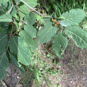 Photographie n°2574622 du taxon Lonicera xylosteum L. [1753]