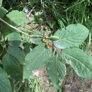 Photographie n°2574623 du taxon Lonicera xylosteum L. [1753]