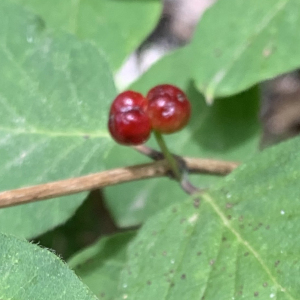 Photographie n°2574624 du taxon Lonicera xylosteum L. [1753]