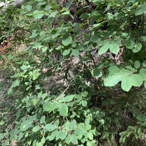 Photographie n°2574625 du taxon Lonicera xylosteum L. [1753]