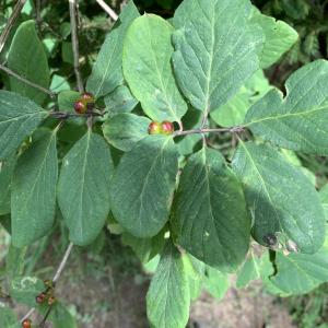 Photographie n°2574627 du taxon Lonicera xylosteum L. [1753]