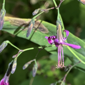 Photographie n°2574645 du taxon Prenanthes purpurea L. [1753]