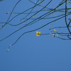 Photographie n°2574667 du taxon Chondrilla juncea L. [1753]