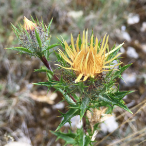 Photographie n°2574680 du taxon Carlina vulgaris L. [1753]