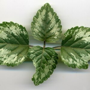  - Lamium galeobdolon subsp. argentatum (Smejkal) J.Duvign. [1987]