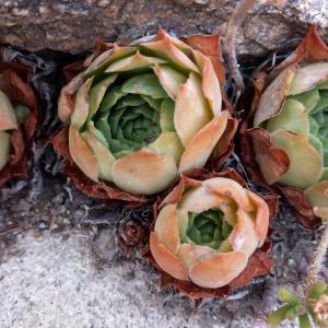 Photographie n°2574688 du taxon Sempervivum tectorum L. [1753]