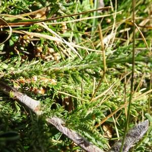 Photographie n°2574696 du taxon Achillea odorata L. [1759]