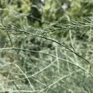  - Asparagus officinalis L.