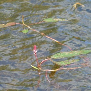 Photographie n°2574748 du taxon Persicaria amphibia (L.) Delarbre [1800]