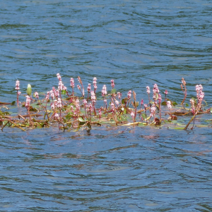 Photographie n°2574750 du taxon Persicaria amphibia (L.) Delarbre [1800]