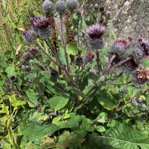 Photographie n°2574794 du taxon Arctium lappa L. [1753]