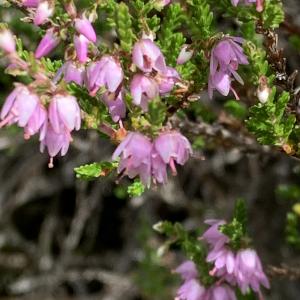 Photographie n°2574809 du taxon Calluna vulgaris (L.) Hull