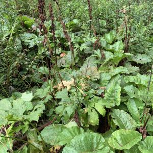 Photographie n°2574816 du taxon Rumex alpinus L. [1759]