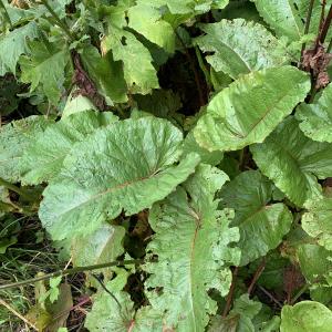 Photographie n°2574817 du taxon Rumex alpinus L. [1759]
