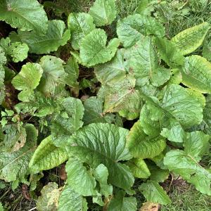 Photographie n°2574818 du taxon Rumex alpinus L. [1759]