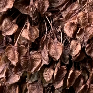 Photographie n°2574821 du taxon Rumex alpinus L. [1759]