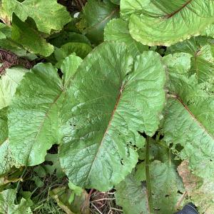 Photographie n°2574822 du taxon Rumex alpinus L. [1759]