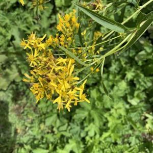 Photographie n°2574824 du taxon Senecio ovatus (P.Gaertn., B.Mey. & Scherb.) Willd. [1803]