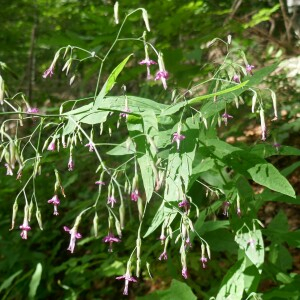 Photographie n°2574849 du taxon Prenanthes purpurea L. [1753]