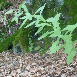 Photographie n°2574850 du taxon Prenanthes purpurea L. [1753]