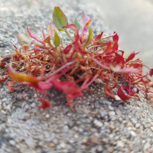 Photographie n°2574864 du taxon Rumex acetosella L.