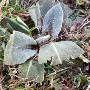 Photographie n°2574882 du taxon Verbascum L.