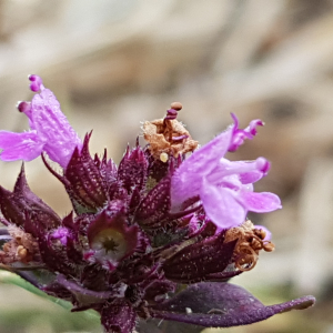 Photographie n°2574903 du taxon Thymus serpyllum L.