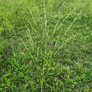 Photographie n°2574905 du taxon Panicum dichotomiflorum Michx. [1803]