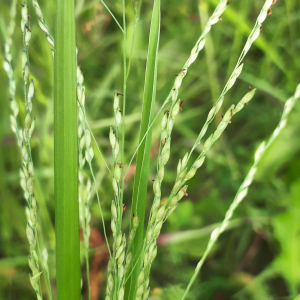 Photographie n°2574909 du taxon Panicum dichotomiflorum Michx. [1803]