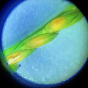 Panicum dichotomiflorum Michx. (Millet des rizières)