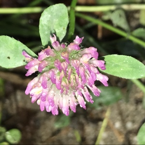 Photographie n°2574935 du taxon Trifolium pratense L. [1753]