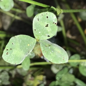 Photographie n°2574936 du taxon Trifolium pratense L. [1753]