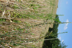 lorichin, le 12 août 2023 (Arvigna (le Pioy))