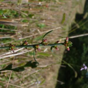  - Thymelaea passerina subsp. passerina