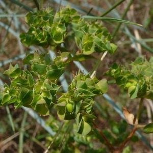 Photographie n°2574944 du taxon Euphorbia falcata subsp. falcata