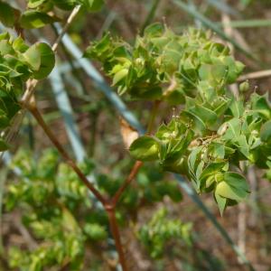 Photographie n°2574945 du taxon Euphorbia falcata subsp. falcata