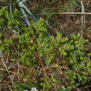 Photographie n°2574946 du taxon Euphorbia falcata subsp. falcata