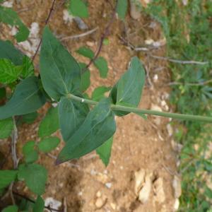 Photographie n°2574952 du taxon Hypericum montanum L. [1755]