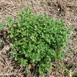 Photographie n°2574964 du taxon Stachys recta L. [1767]