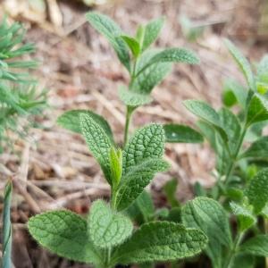 Photographie n°2574966 du taxon Stachys recta L. [1767]