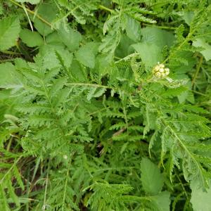 Photographie n°2574971 du taxon Tanacetum vulgare L.