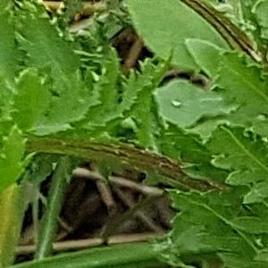 Photographie n°2574972 du taxon Tanacetum vulgare L.