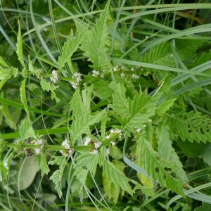 Photographie n°2574983 du taxon Lycopus europaeus L.