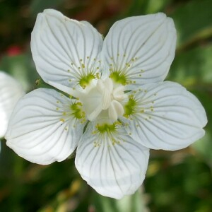 Photographie n°2574989 du taxon Parnassia palustris L. [1753]