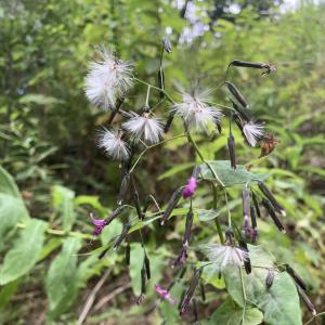 Photographie n°2575001 du taxon Prenanthes purpurea L.