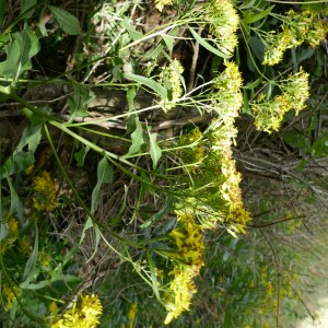 Photographie n°2575005 du taxon Senecio ovatus (P.Gaertn., B.Mey. & Scherb.) Willd. [1803]