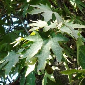 Photographie n°2575043 du taxon Platanus orientalis L. [1753]