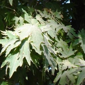 Photographie n°2575044 du taxon Platanus orientalis L. [1753]